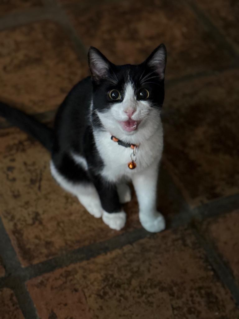 Rowen, Adoptable, Young Male Domestic Short Hair.