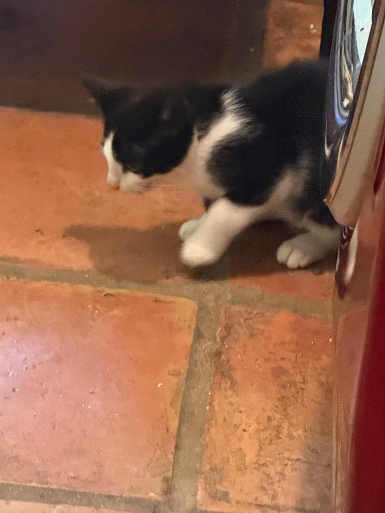 Enlarge Rowen, a Adoptable mixed breed in Spring, TX image 2/2