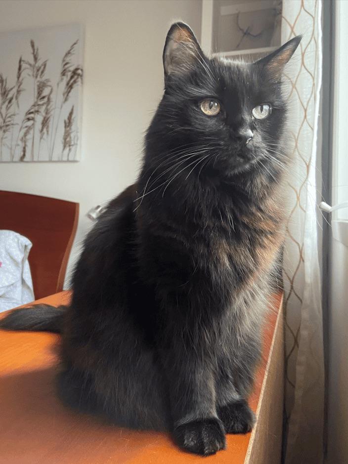 Enlarge Marie, a ADOPTABLE Domestic Medium Hair in Boucherville, QC image 1/2
