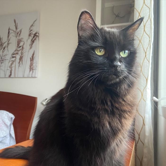 Enlarge Marie, a ADOPTABLE Domestic Medium Hair in Boucherville, QC image 2/2