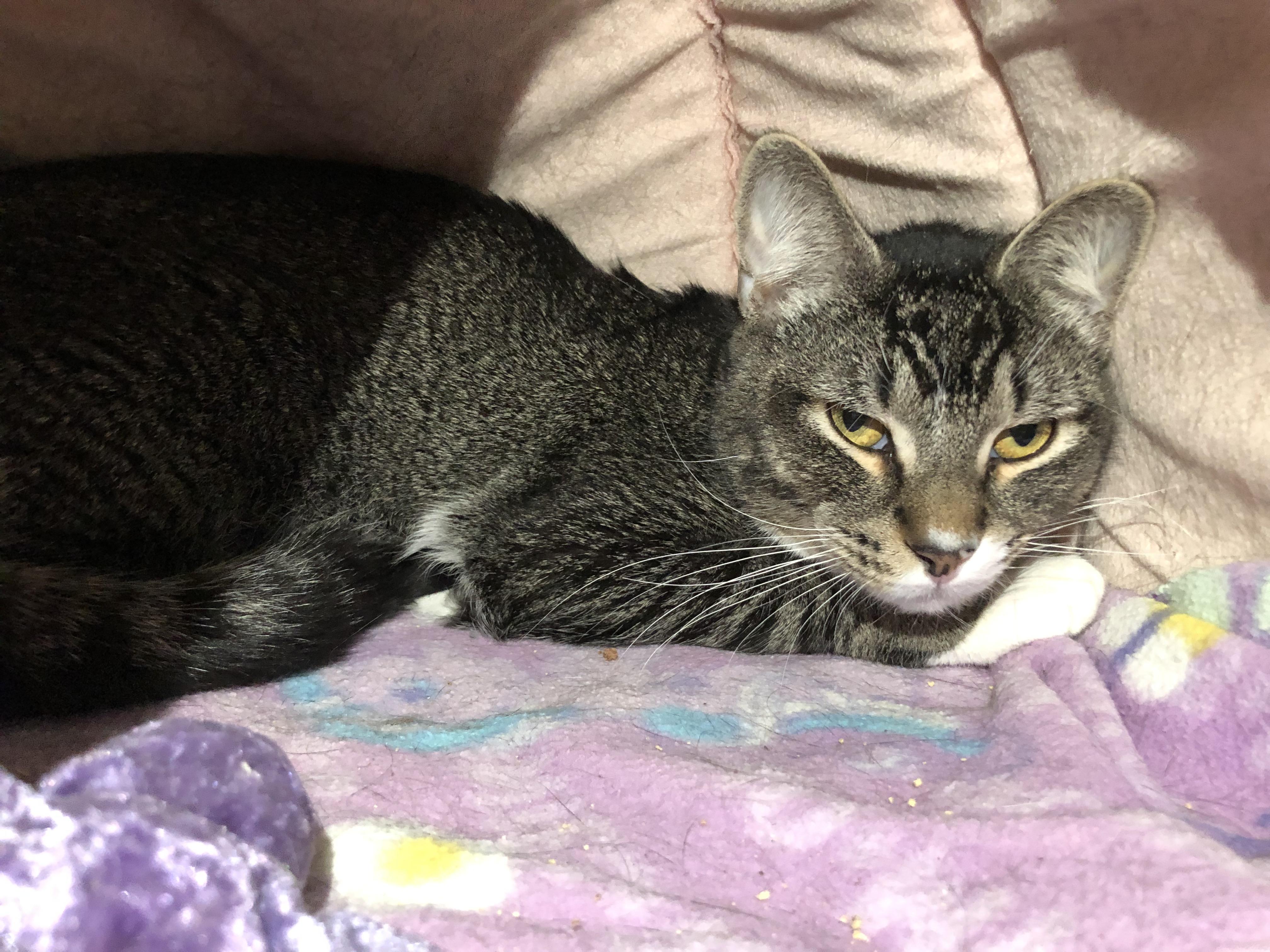 Enlarge Lenny, a ADOPTABLE Domestic Short Hair in Salisbury, MA image 1/3