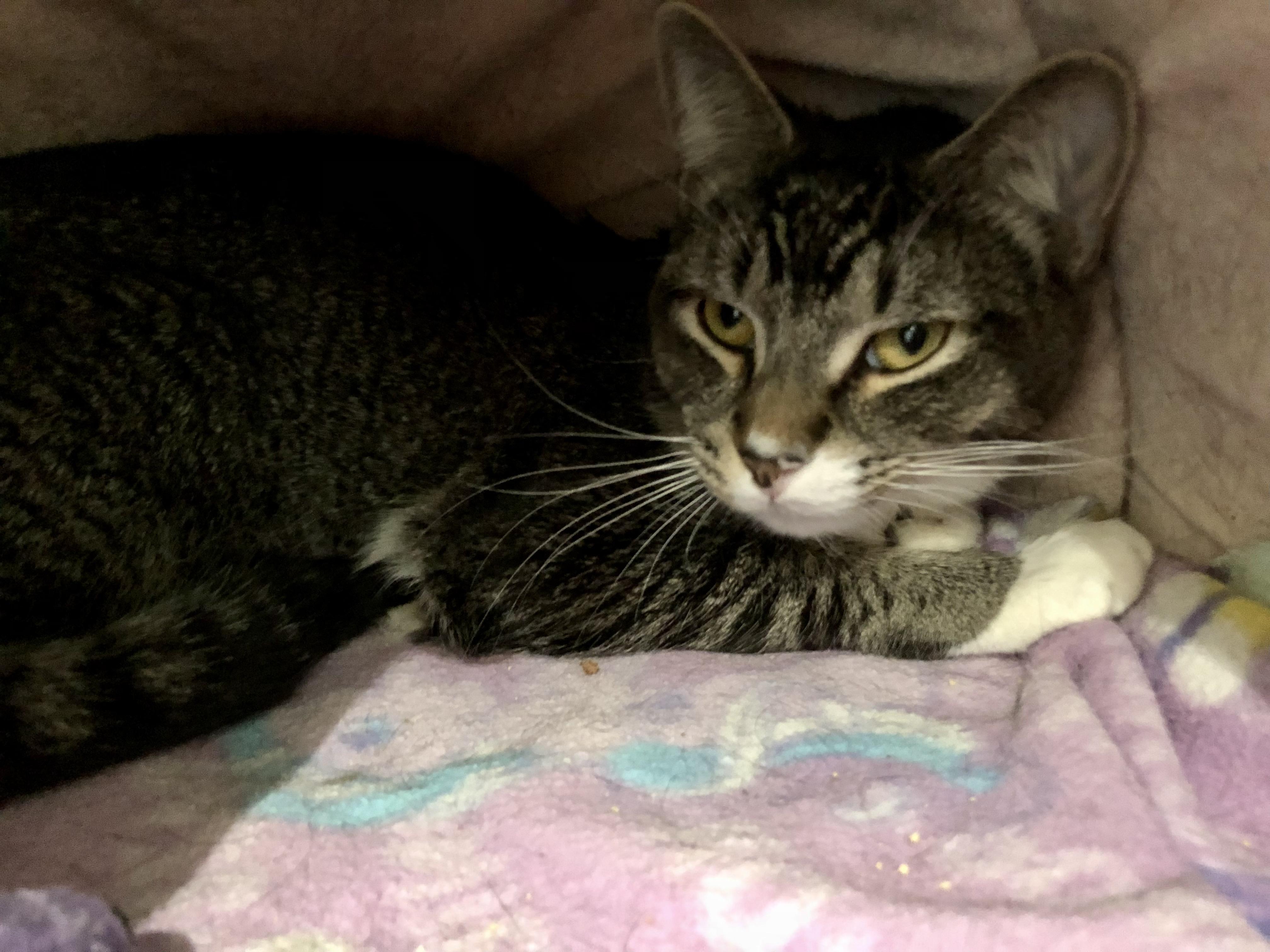 Enlarge Lenny, a ADOPTABLE Domestic Short Hair in Salisbury, MA image 3/3