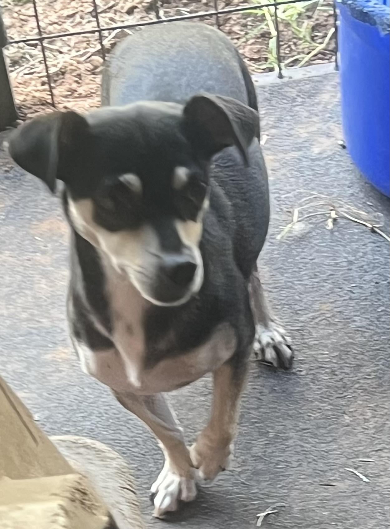 Indie, Adoptable, Adult Female Chiweenie.