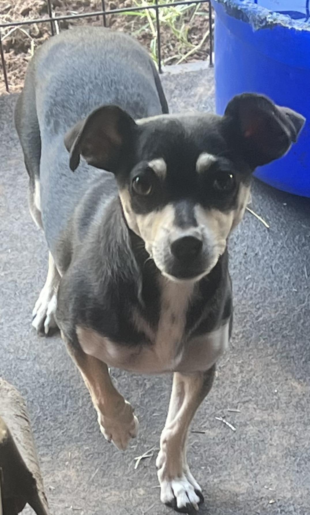 Indie, a Adoptable Chiweenie in Carnegie, OK image 2/3