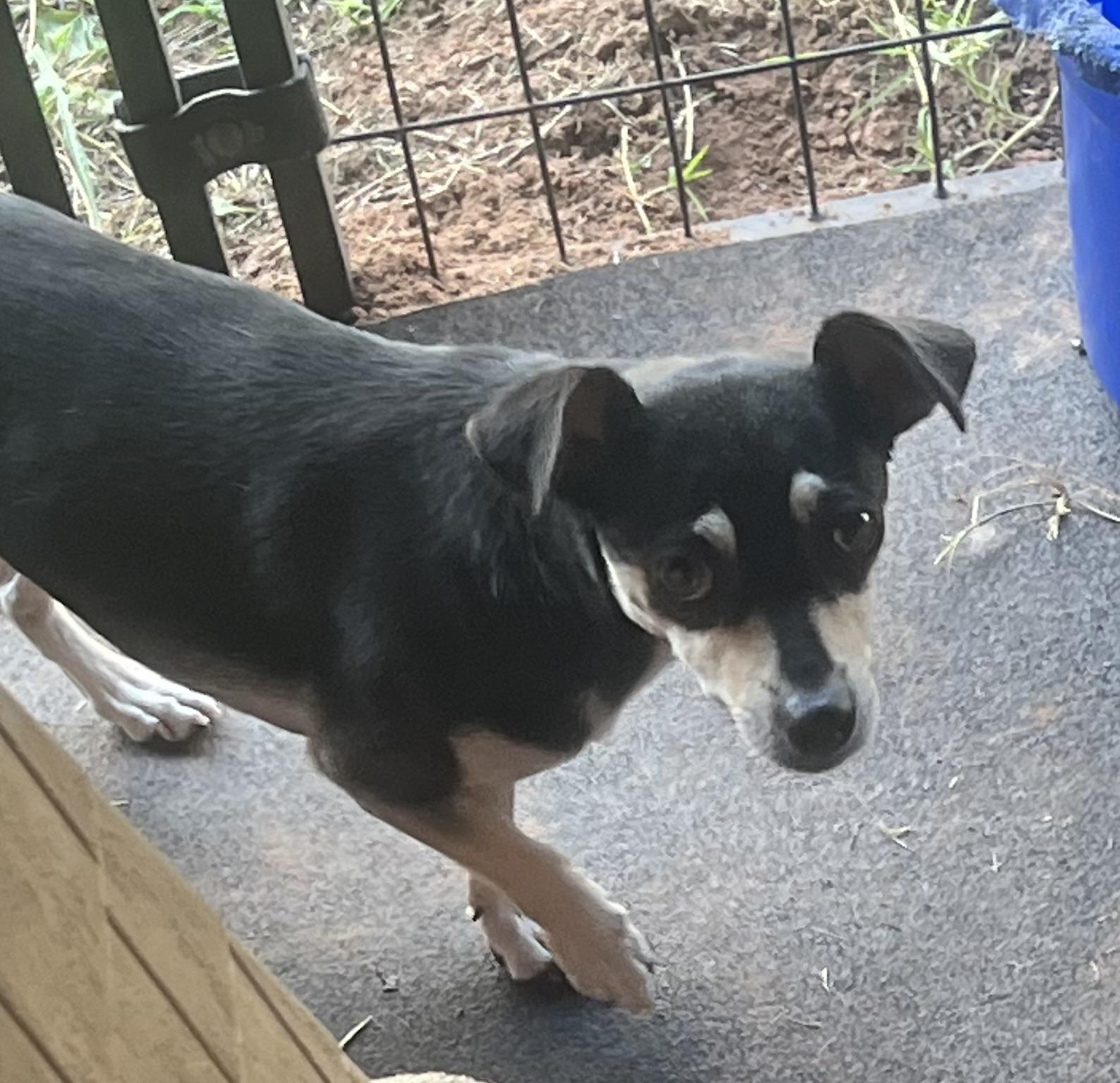 Indie, a Adoptable Chiweenie in Carnegie, OK image 3/3