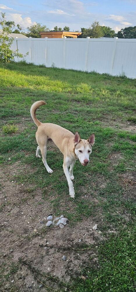 Logan, a Adoptable mixed breed in Orlando, FL image 1/5