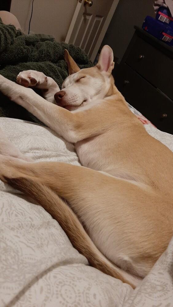 Logan, a Adoptable mixed breed in Orlando, FL image 2/5