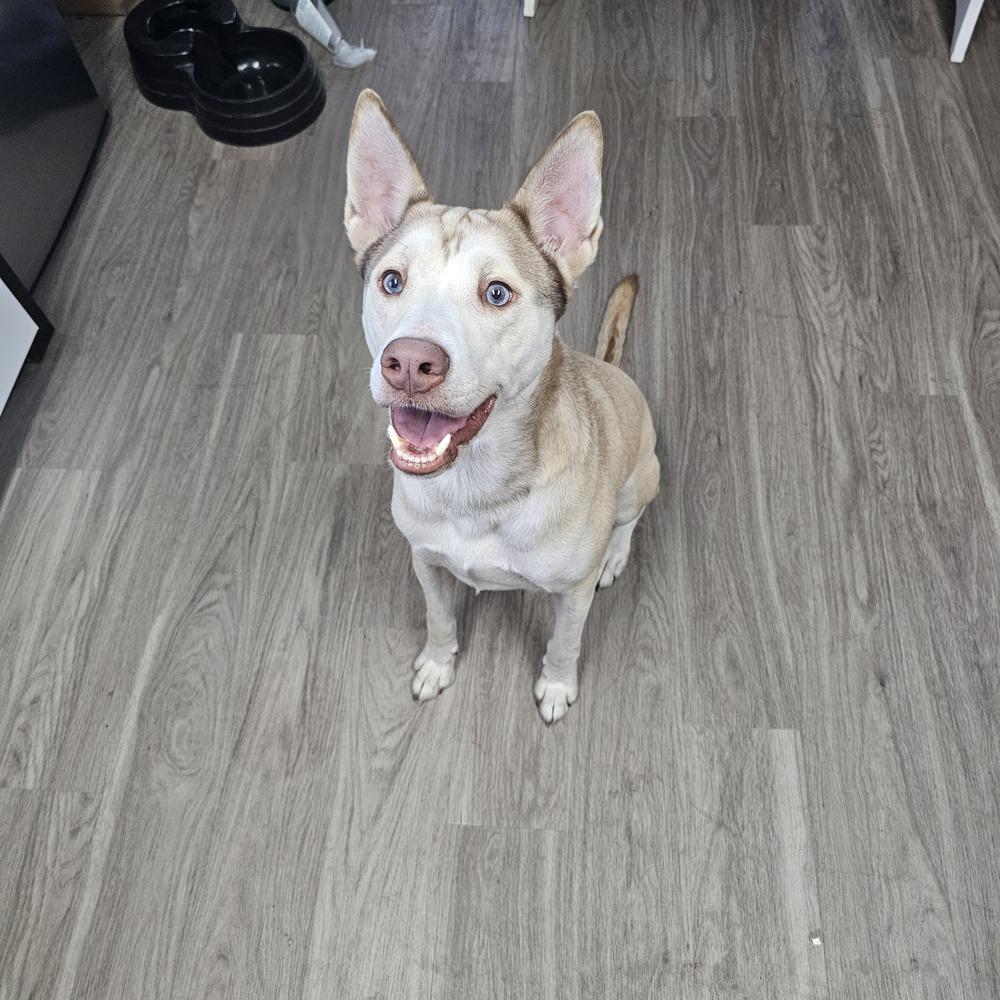 Logan, a Adoptable mixed breed in Orlando, FL image 3/5