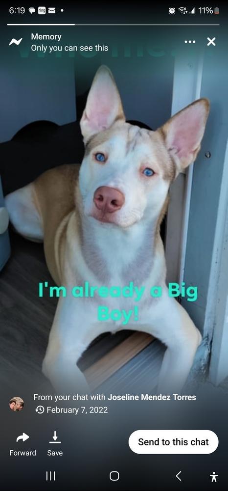 Logan, a Adoptable mixed breed in Orlando, FL image 5/5