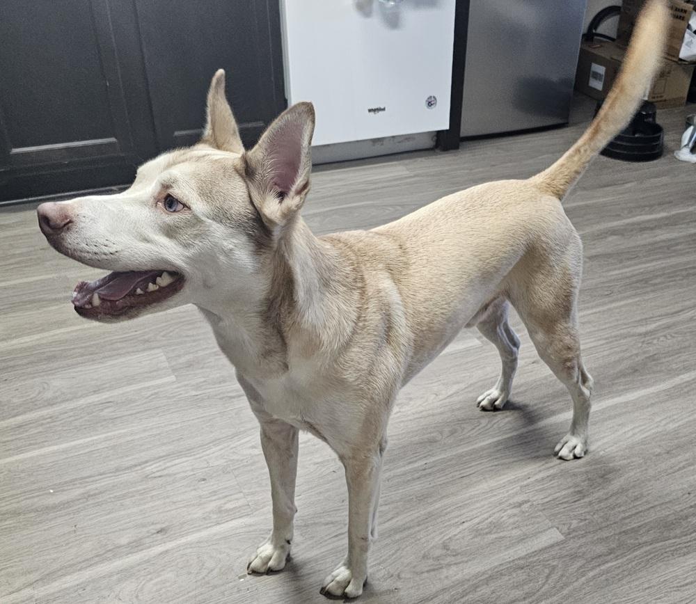 Logan, a Adoptable mixed breed in Orlando, FL image 6/6