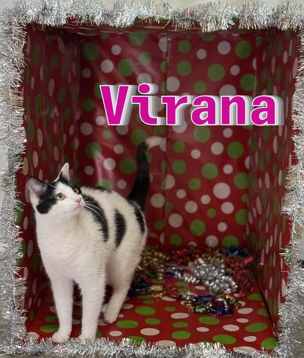 Virana, Adoptable, Young Female Domestic Short Hair.