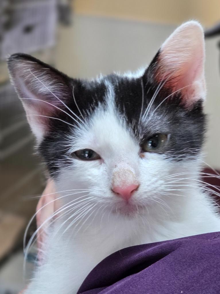 Virana, Adoptable, Young Female Domestic Short Hair.