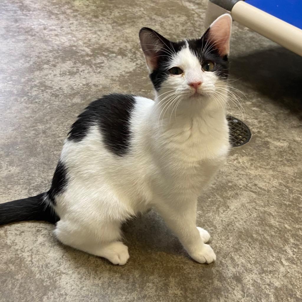 Enlarge Virana, a Adoptable mixed breed in Clinton, SC image 2/5