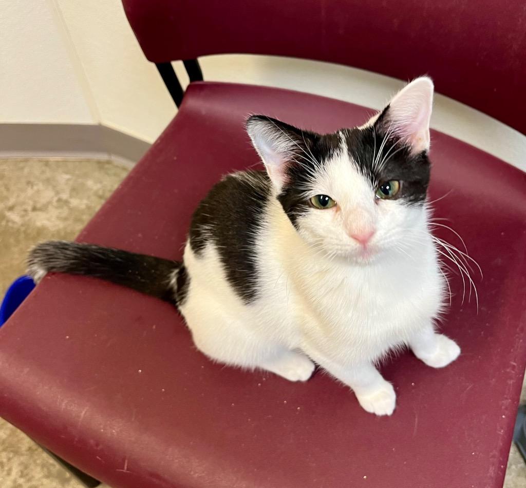 Enlarge Virana, a Adoptable mixed breed in Clinton, SC image 3/5