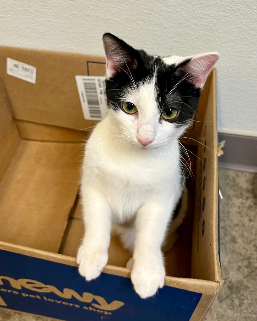 Enlarge Virana, a Adoptable mixed breed in Clinton, SC image 4/5