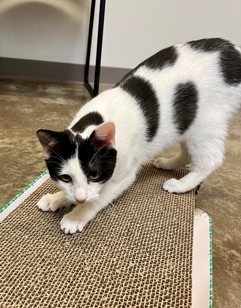 Enlarge Virana, a Adoptable mixed breed in Clinton, SC image 5/5