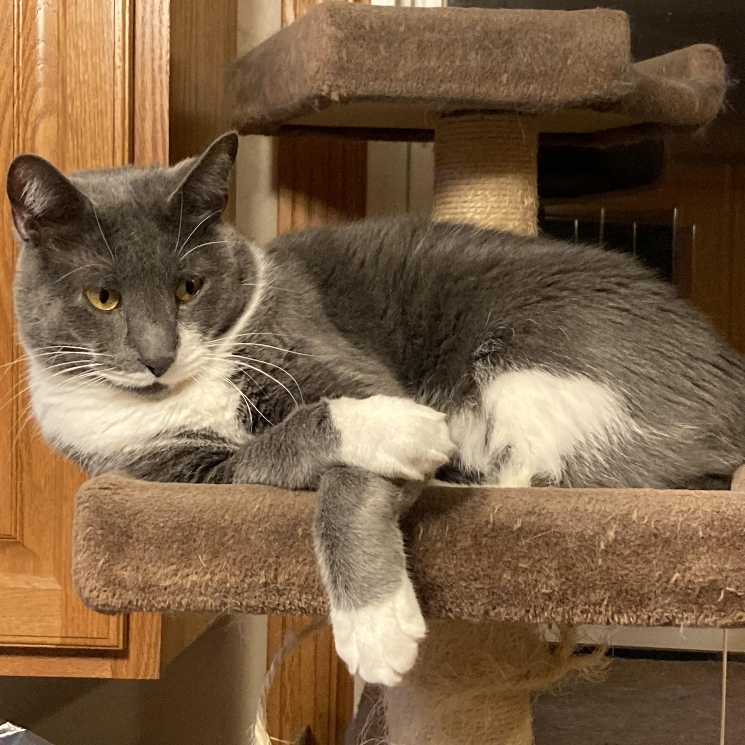 Enlarge Domino, a Adoptable Domestic Short Hair in Shingletown, CA image 3/6