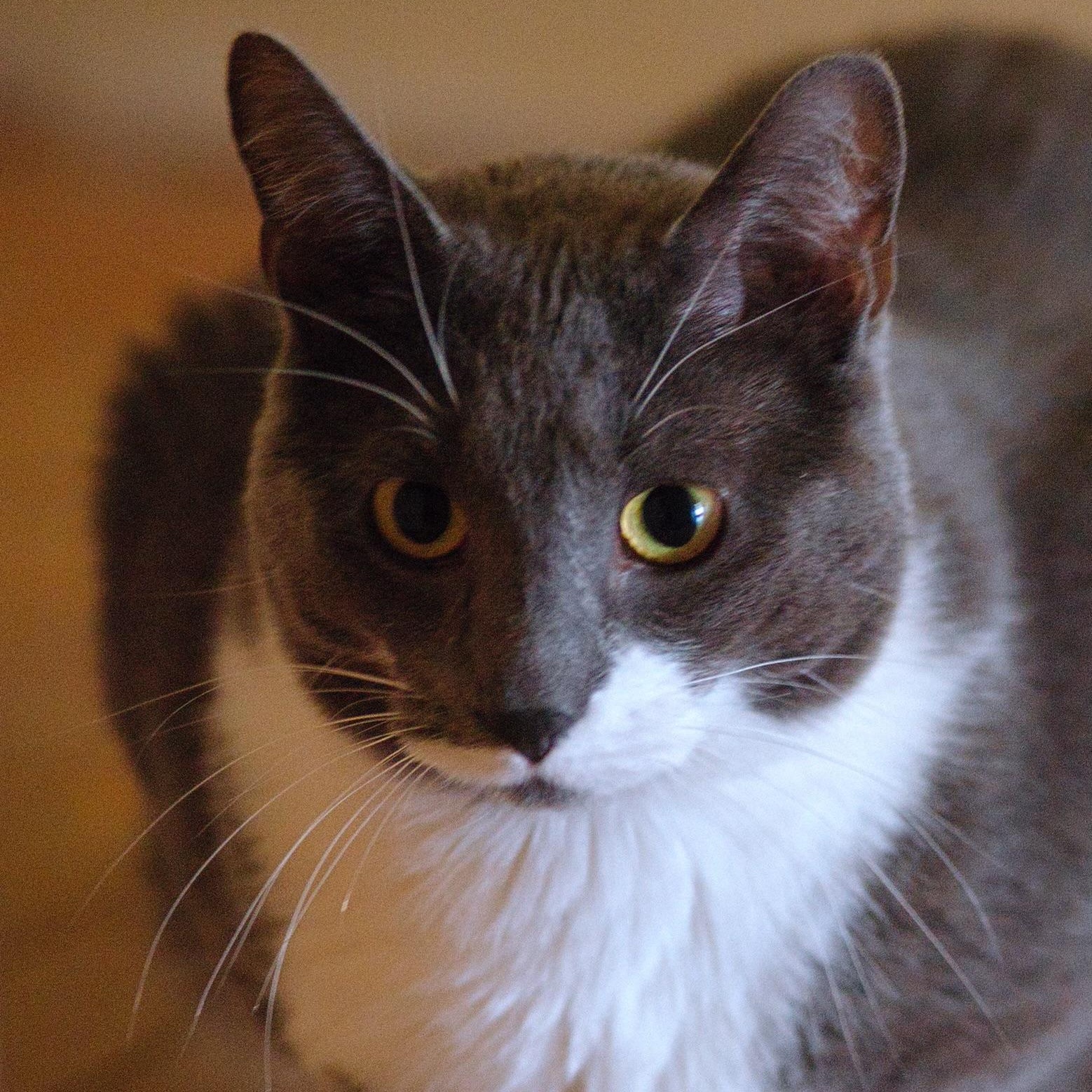 Domino, Adoptable, Adult Male Domestic Short Hair.