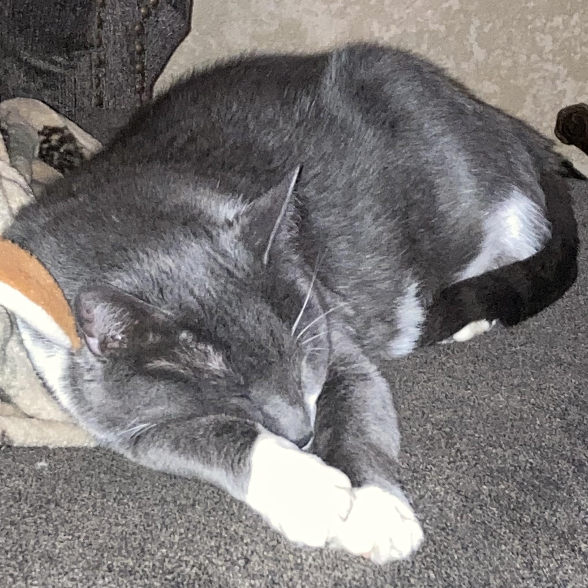 Enlarge Domino, a Adoptable Domestic Short Hair in Shingletown, CA image 6/6