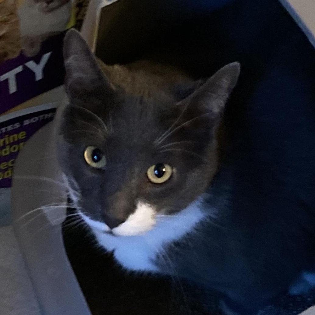 Enlarge Domino, a Adoptable Domestic Short Hair in Shingletown, CA image 4/6