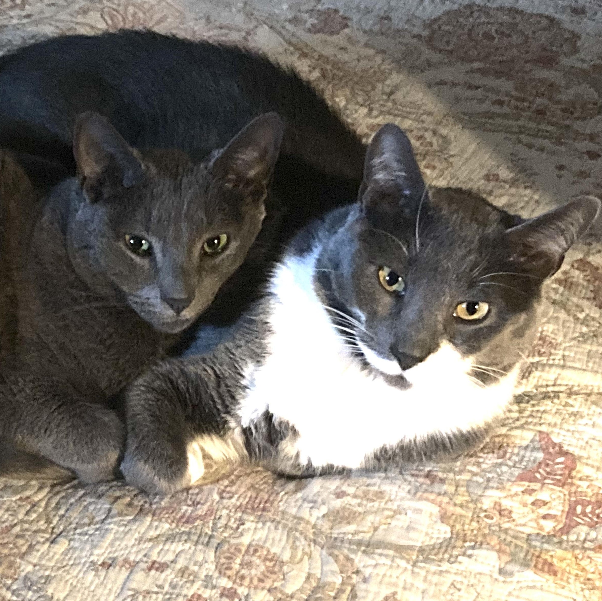 Enlarge Domino, a Adoptable Domestic Short Hair in Shingletown, CA image 2/6