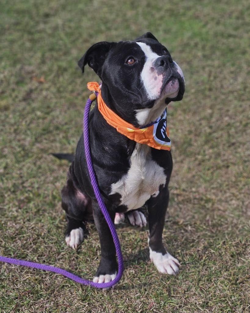 Enlarge Billy, a Adoptable American Bulldog in Effingham, SC image 1/6