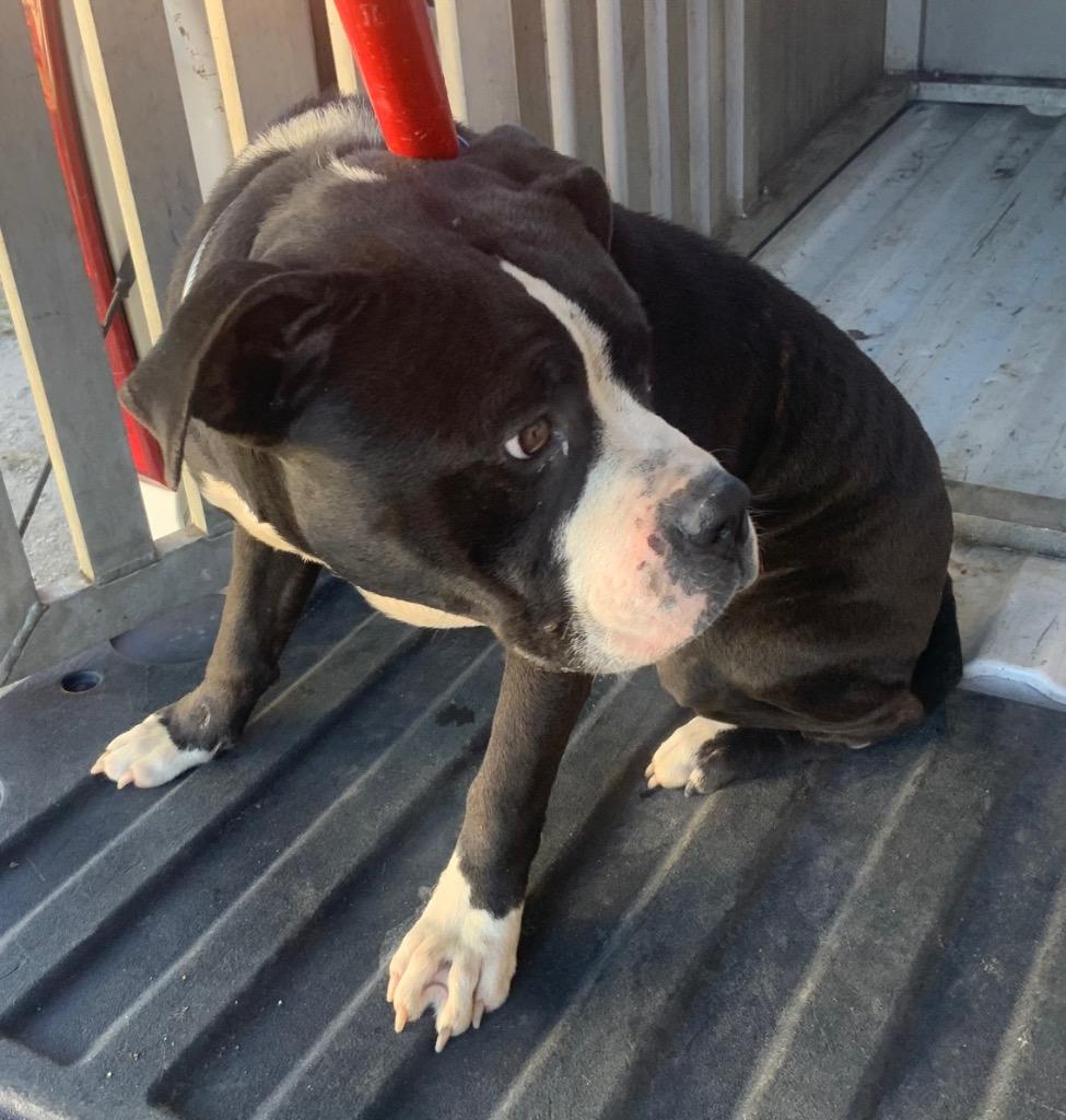 Enlarge Billy, a Adoptable American Bulldog in Effingham, SC image 2/6
