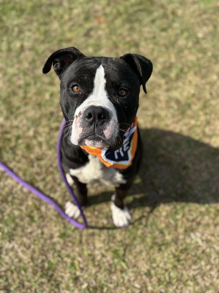 Enlarge Billy, a Adoptable American Bulldog in Effingham, SC image 3/6