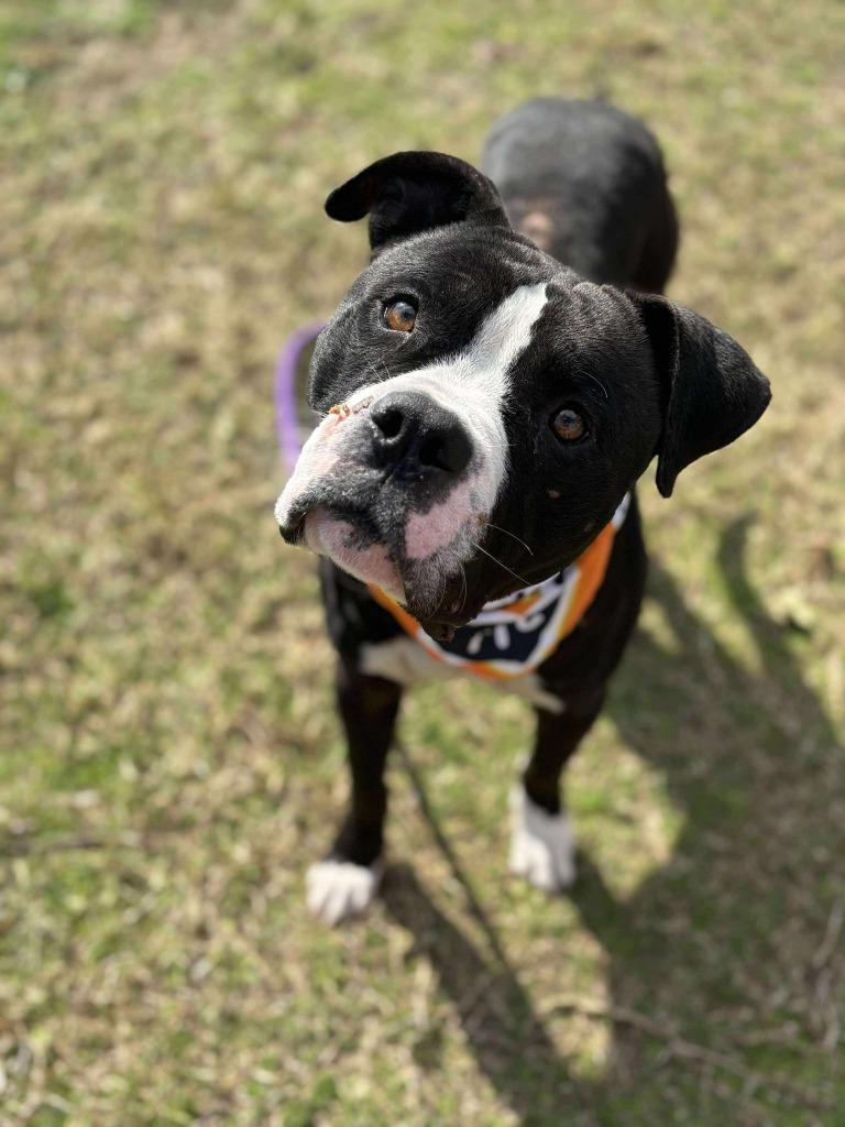 Enlarge Billy, a Adoptable American Bulldog in Effingham, SC image 4/6