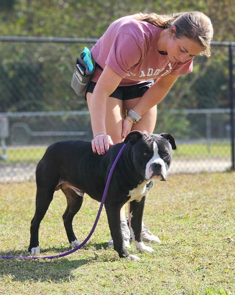 Enlarge Billy, a Adoptable American Bulldog in Effingham, SC image 5/6
