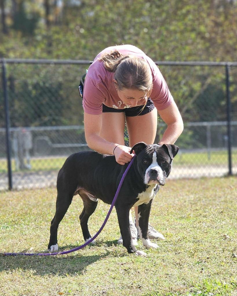Enlarge Billy, a Adoptable American Bulldog in Effingham, SC image 6/6