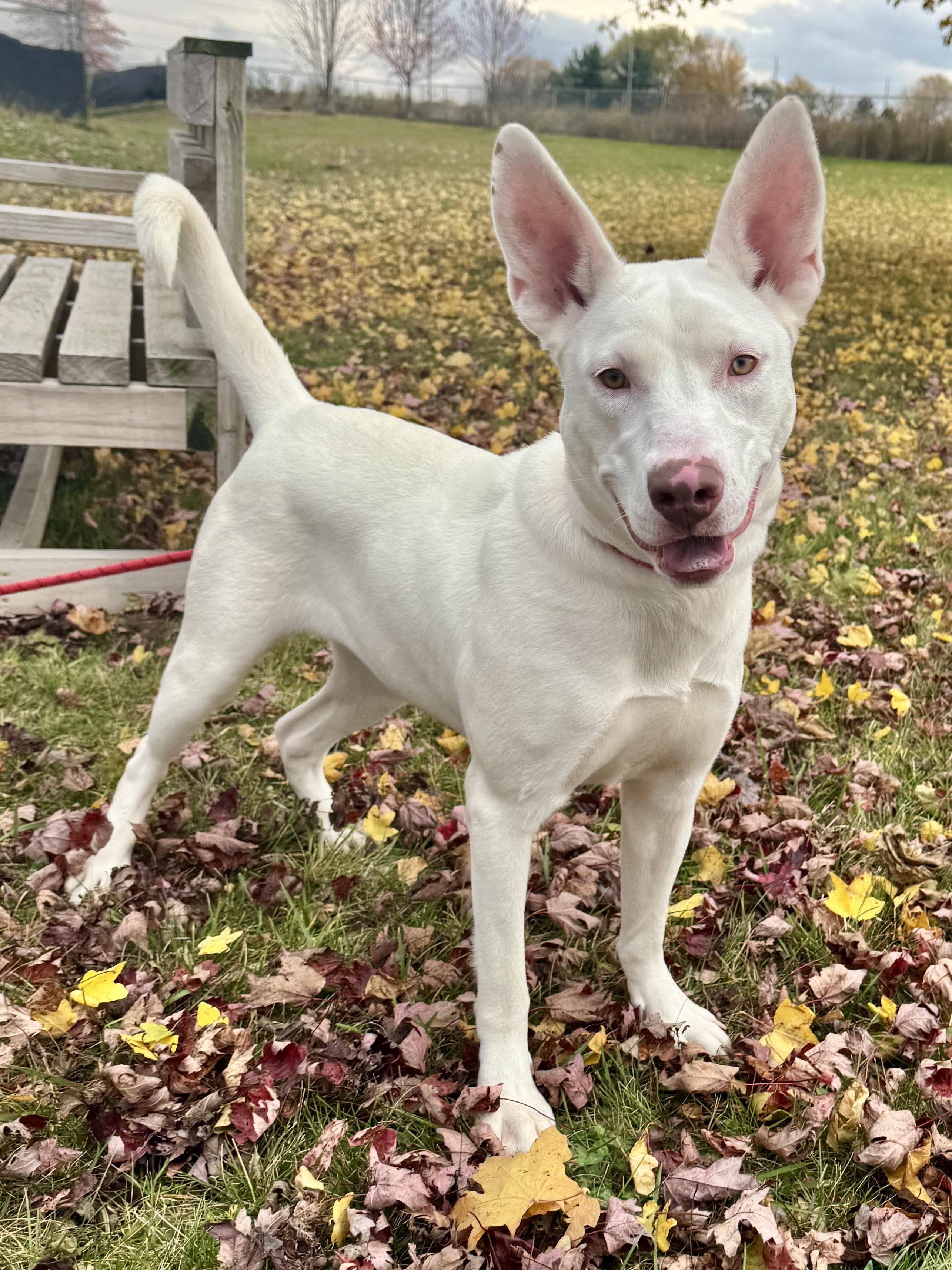 Lucille, ADOPTABLE, Adult Female Mixed Breed.