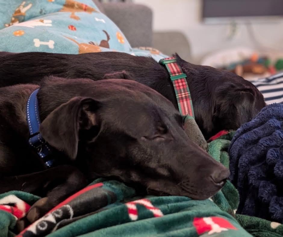 Diesel, a ADOPTABLE mixed breed in Mechanicsburg, PA image 5/5