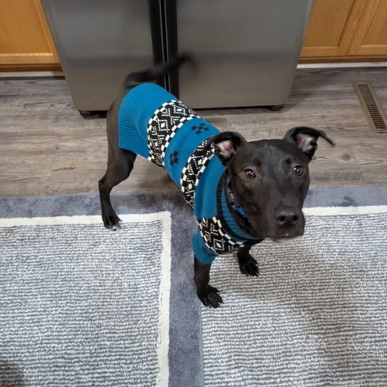 Diesel, a ADOPTABLE mixed breed in Mechanicsburg, PA image 4/5