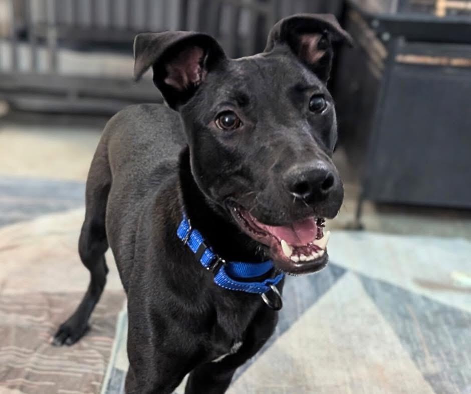Diesel, ADOPTABLE, Young Male Black Labrador Retriever & Shepherd.