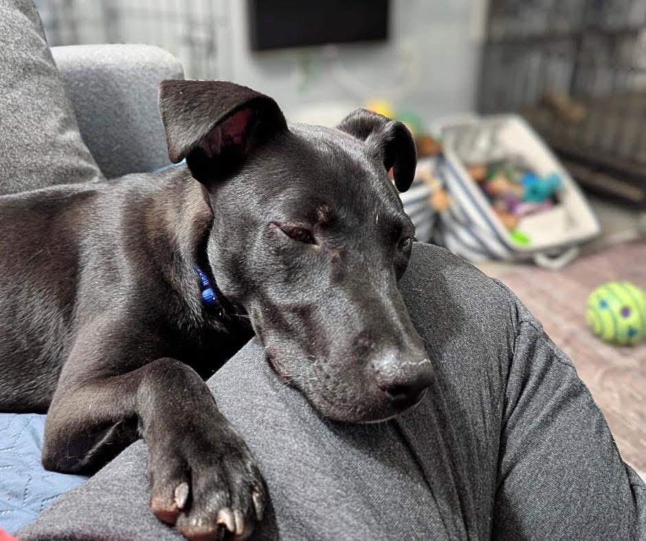 Diesel, a ADOPTABLE mixed breed in Mechanicsburg, PA image 3/5