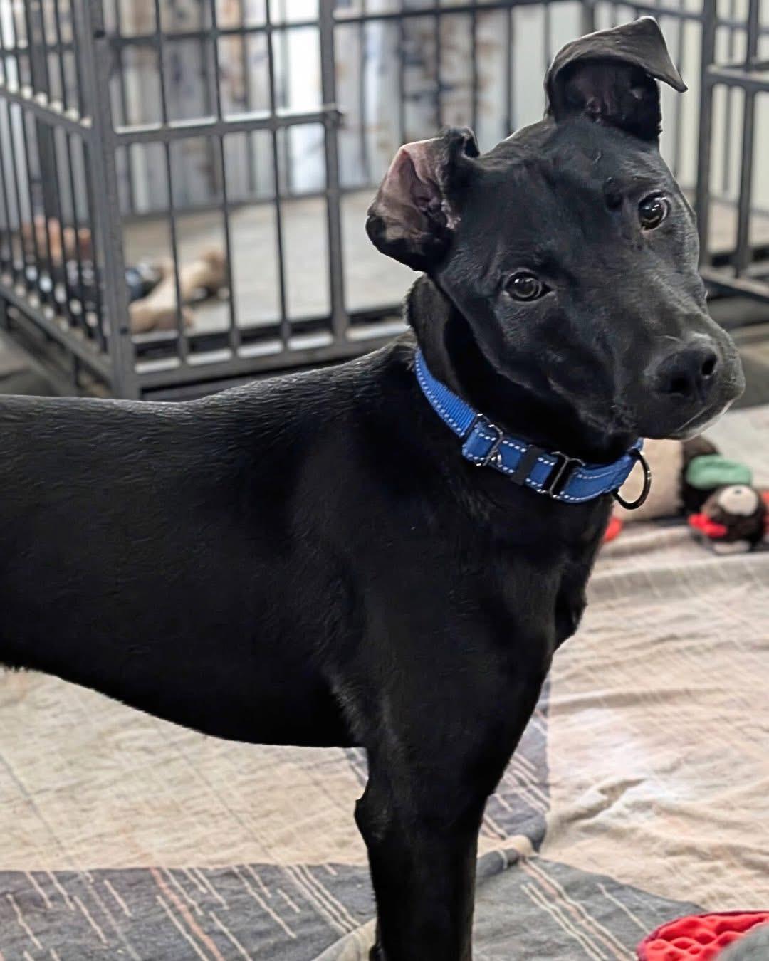 Diesel, a ADOPTABLE mixed breed in Mechanicsburg, PA image 2/5