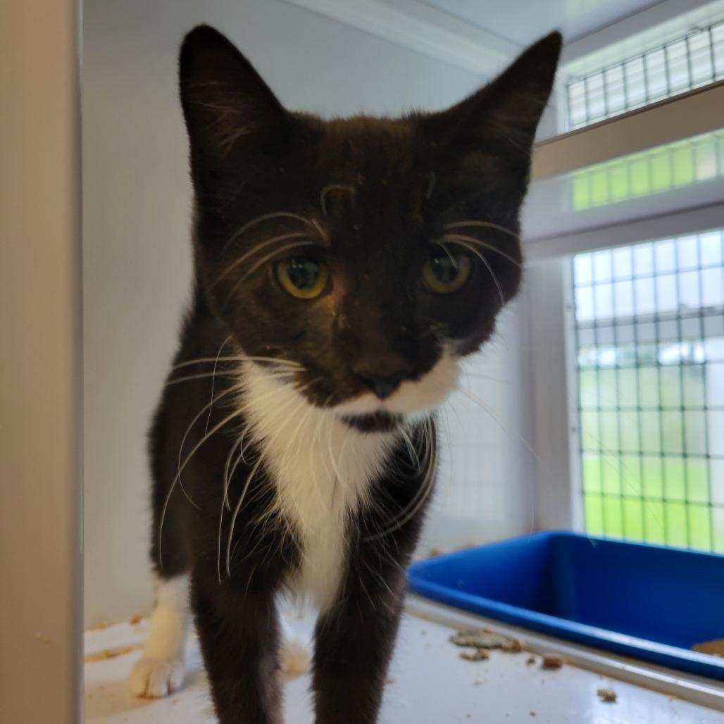 Boots, Adoptable, Young Male Domestic Medium Hair.