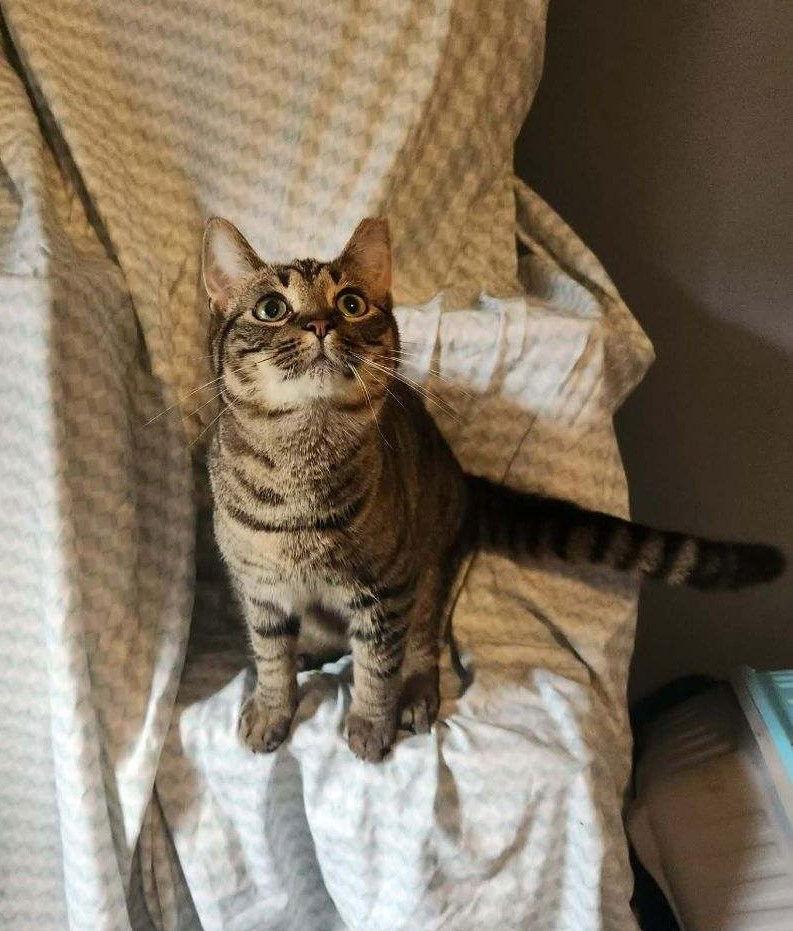 Enlarge Aspen, a Adoptable Domestic Short Hair in Nashville, TN image 1/3