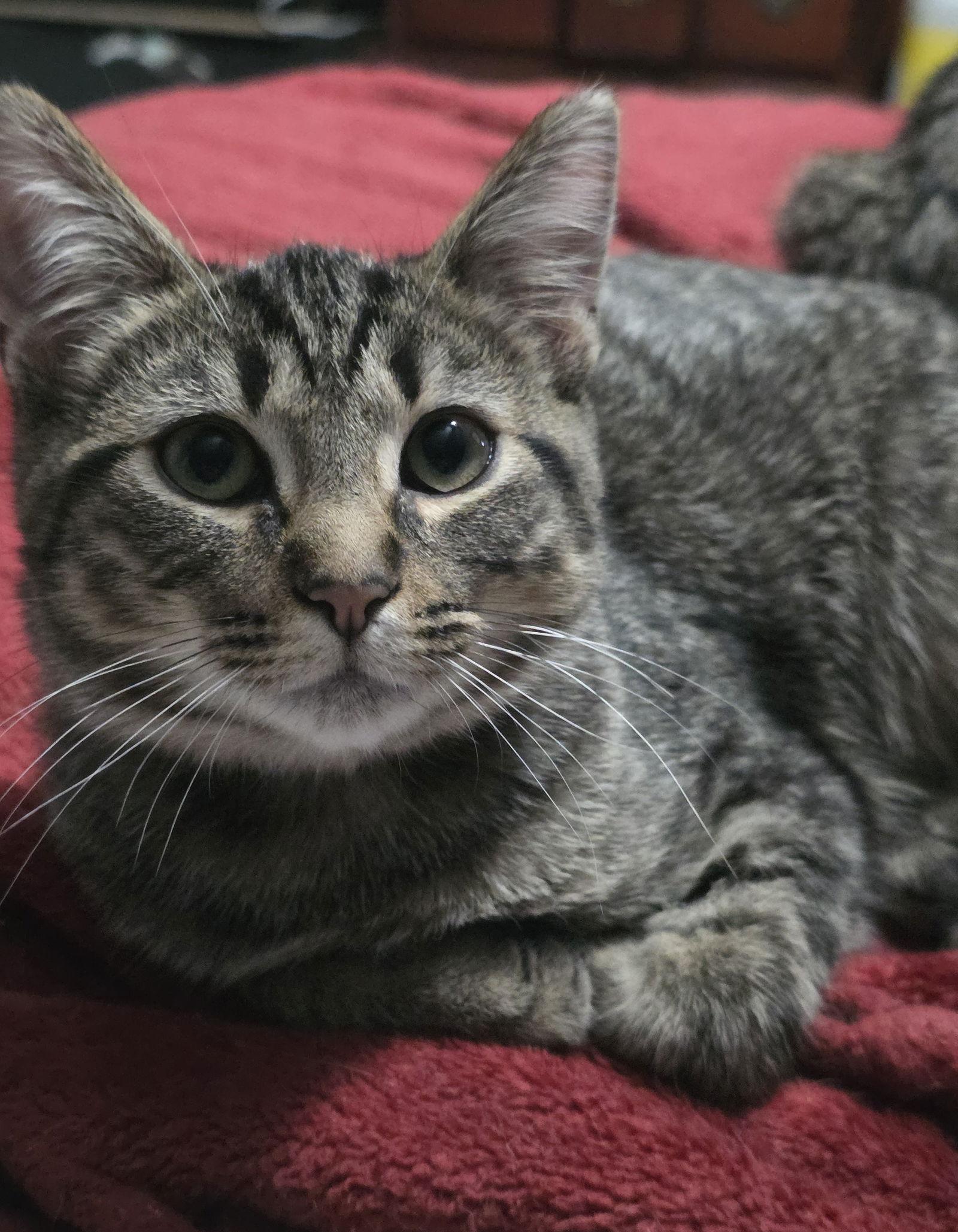 Enlarge Aspen, a Adoptable Domestic Short Hair in Nashville, TN image 2/3