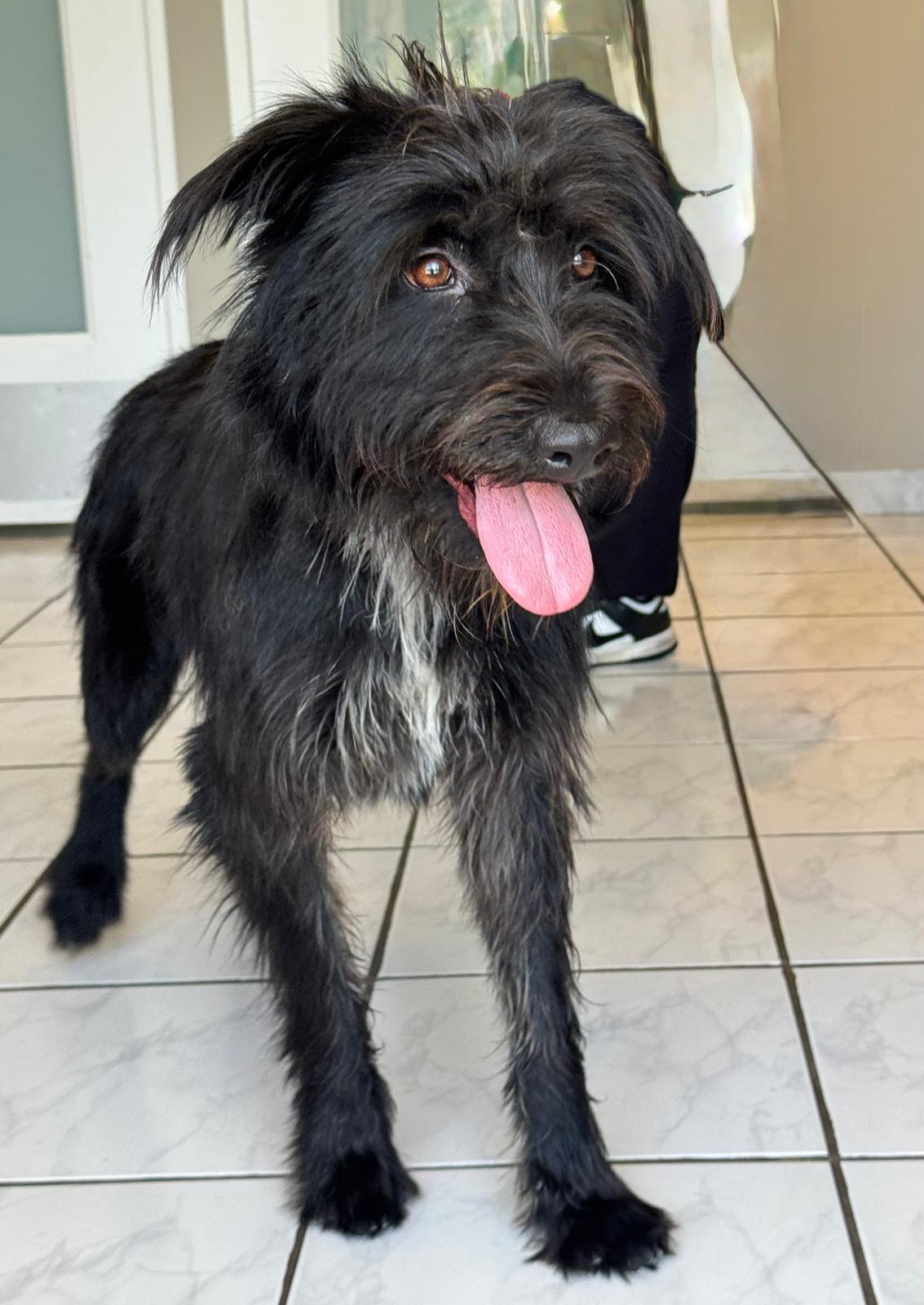 Enlarge Lorena, a Adoptable mixed breed in Woburn, MA image 1/6