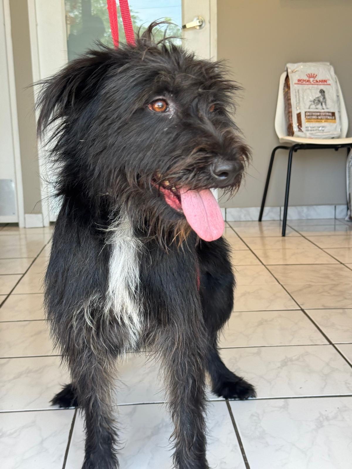 Enlarge Lorena, a Adoptable mixed breed in Woburn, MA image 4/6