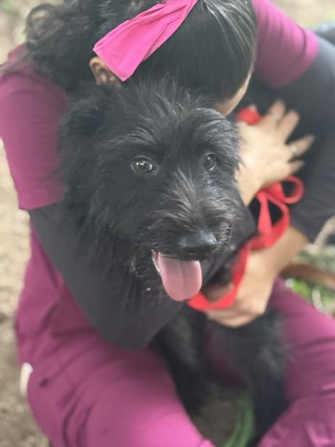 Enlarge Lorena, a Adoptable mixed breed in Woburn, MA image 2/6