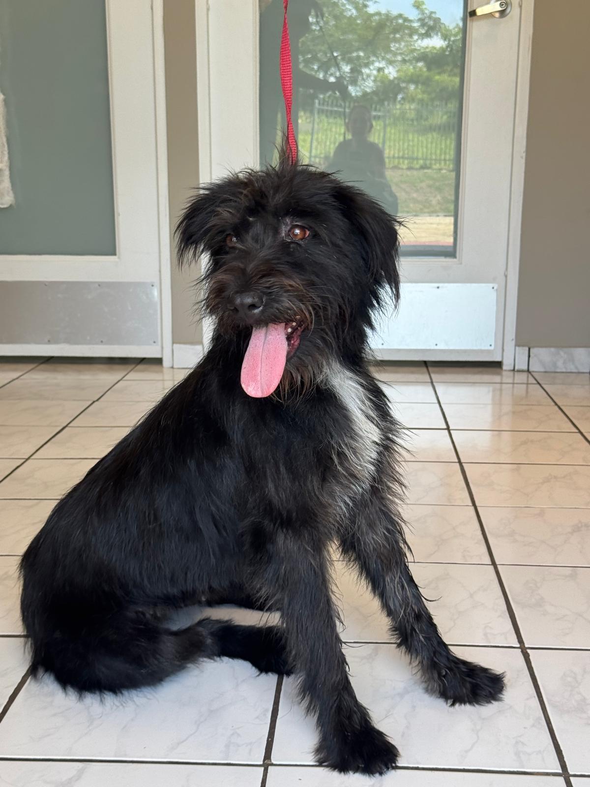 Enlarge Lorena, a Adoptable mixed breed in Woburn, MA image 5/6