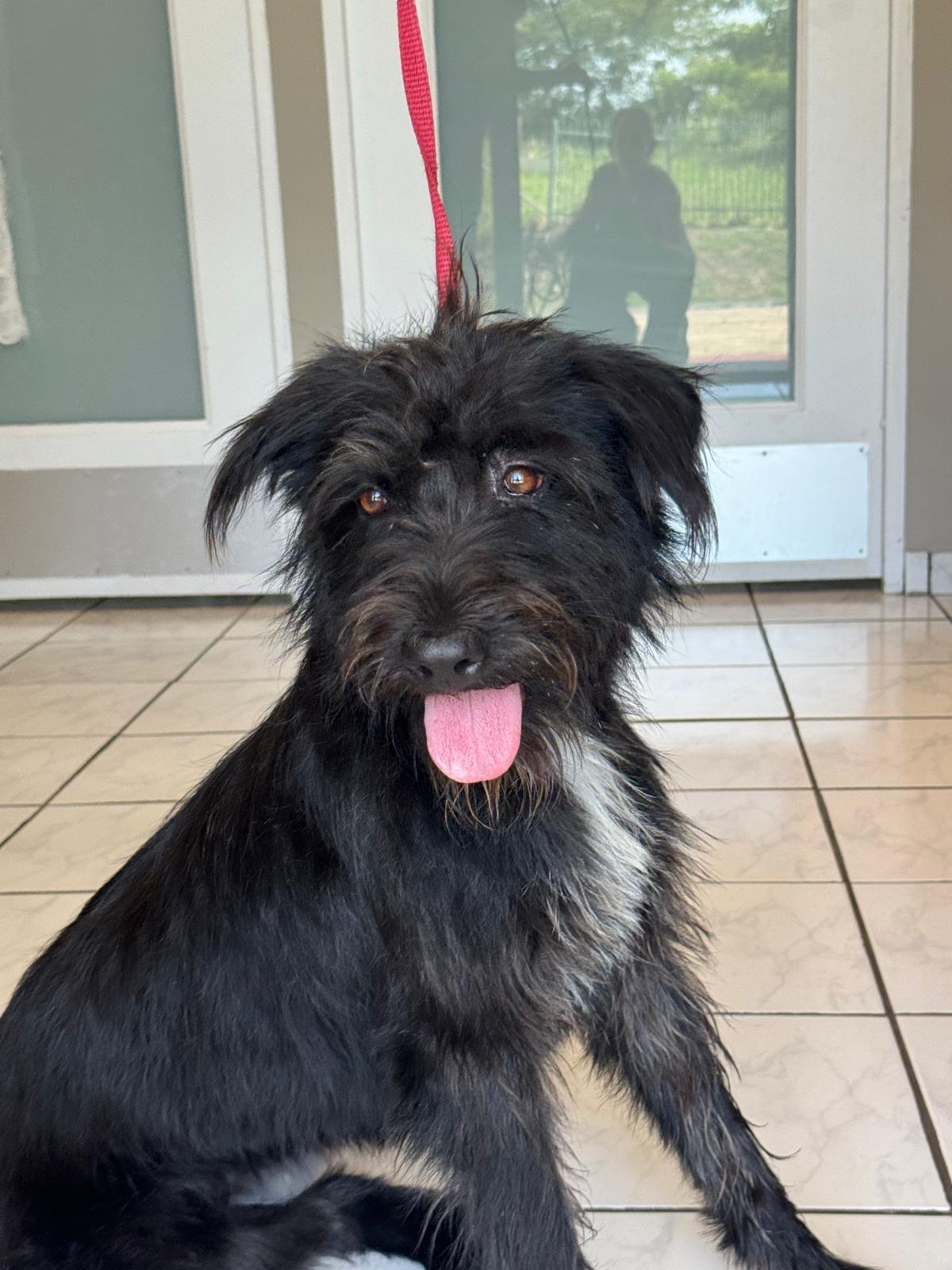 Enlarge Lorena, a Adoptable mixed breed in Woburn, MA image 6/6