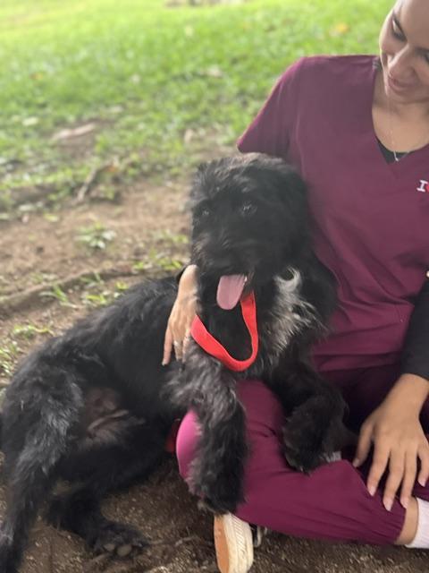 Enlarge Lorena, a Adoptable mixed breed in Woburn, MA image 3/6