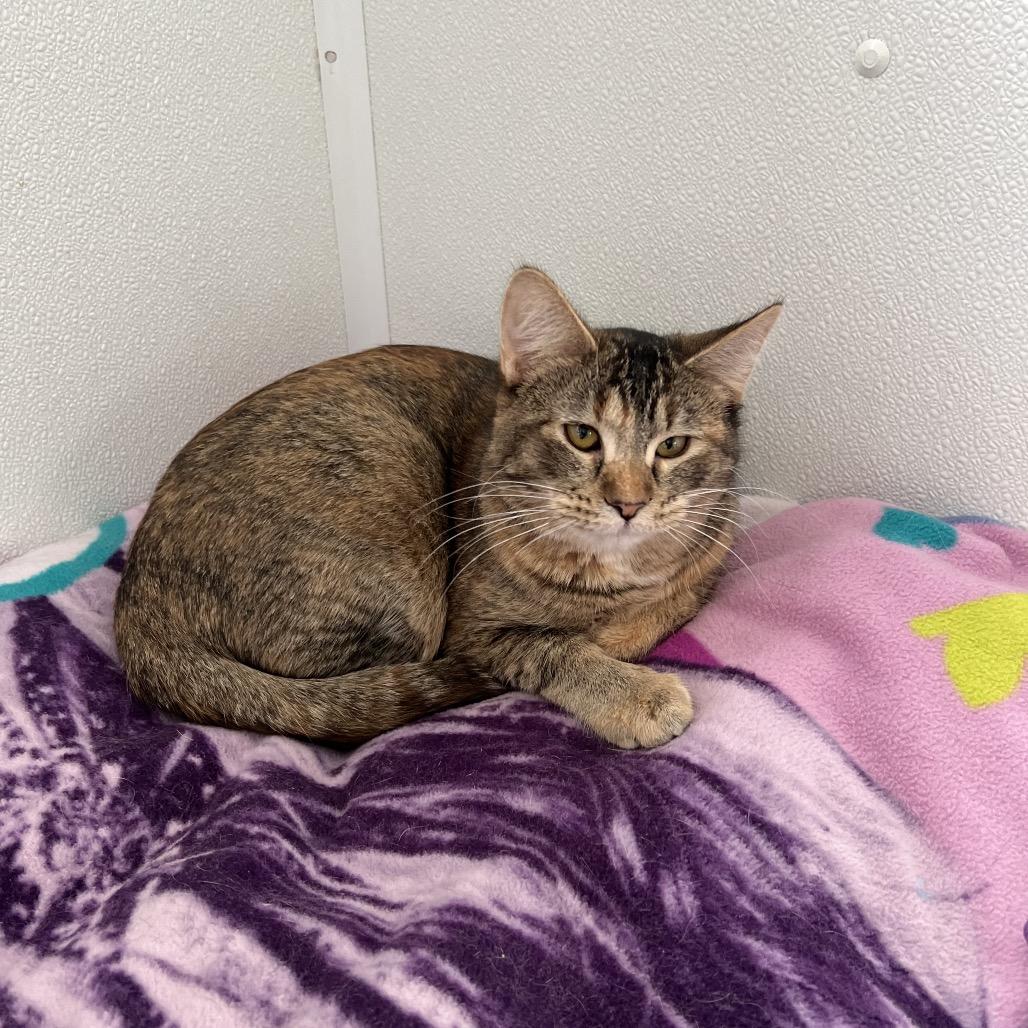 Enlarge Waffle, a Adoptable Domestic Short Hair in Rock Falls, IL image 1/3