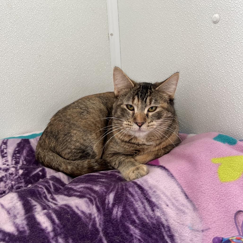 Enlarge Waffle, a Adoptable Domestic Short Hair in Rock Falls, IL image 2/3