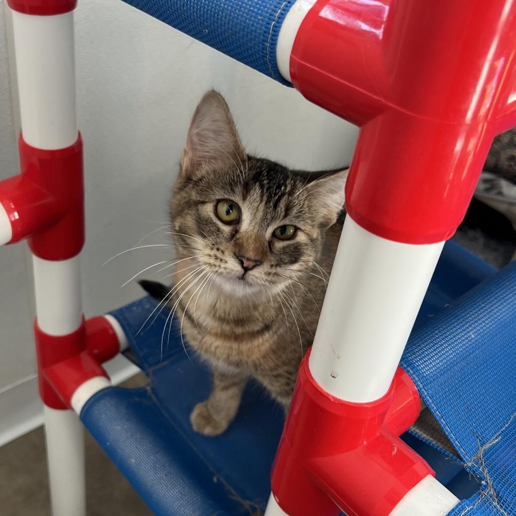 Enlarge Waffle, a Adoptable Domestic Short Hair in Rock Falls, IL image 1/1