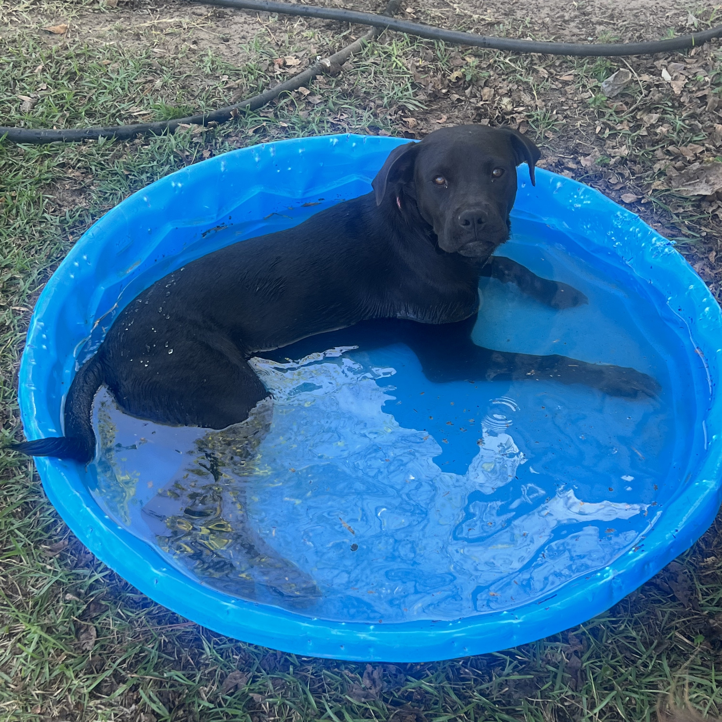 Sherry, Adopted, Young Female Shiba Inu & Chow Chow.